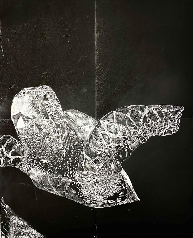 "Tortuga" | 2023 | Scratch Board | 17X22